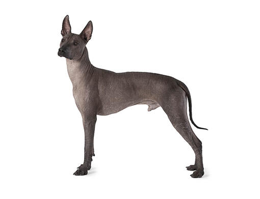 Mexican Hairless Medium Dog Breed Information Purina